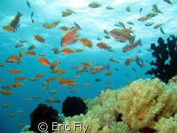 school of anthias, sombrero, anilao by Eric Fly 
